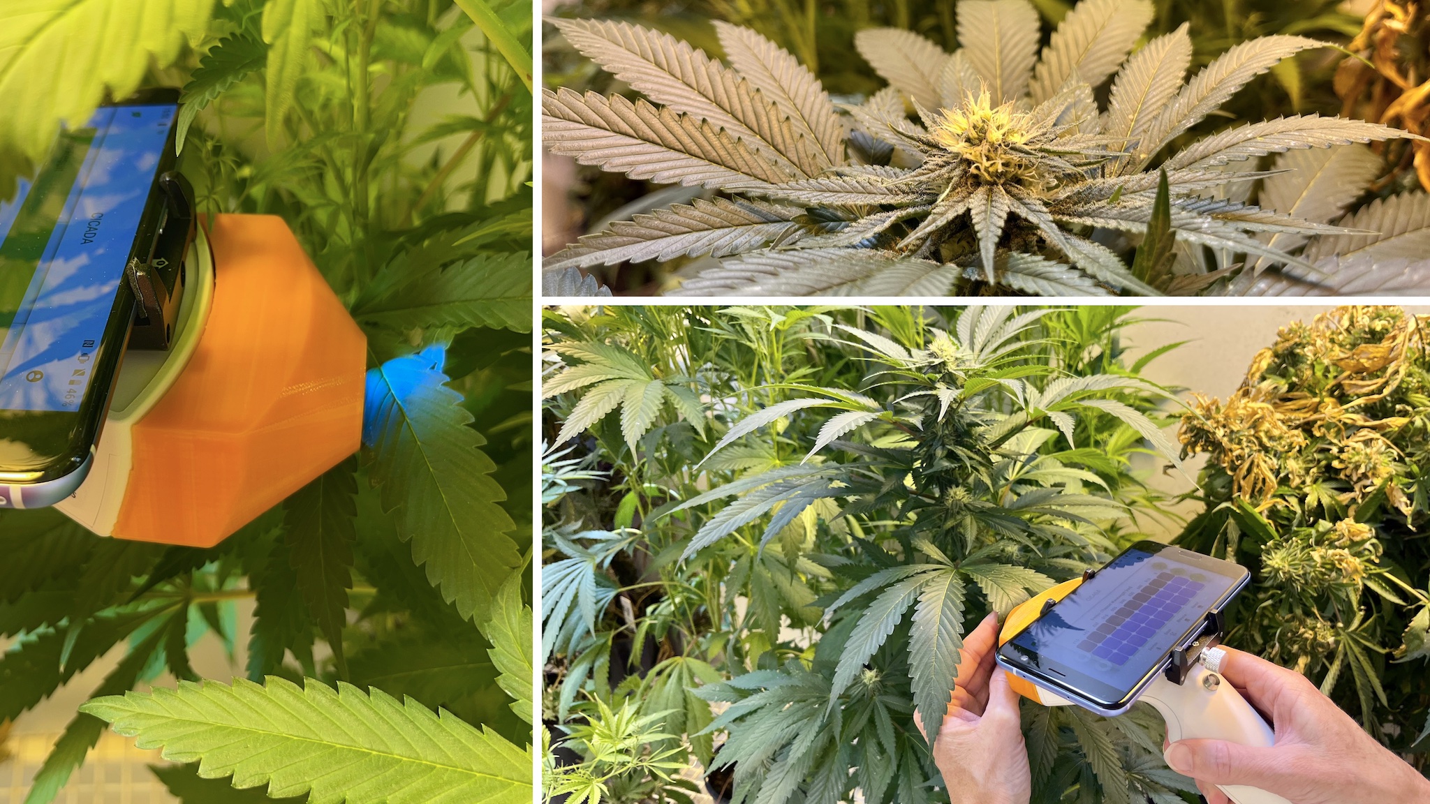 Improving Cannabis Farming