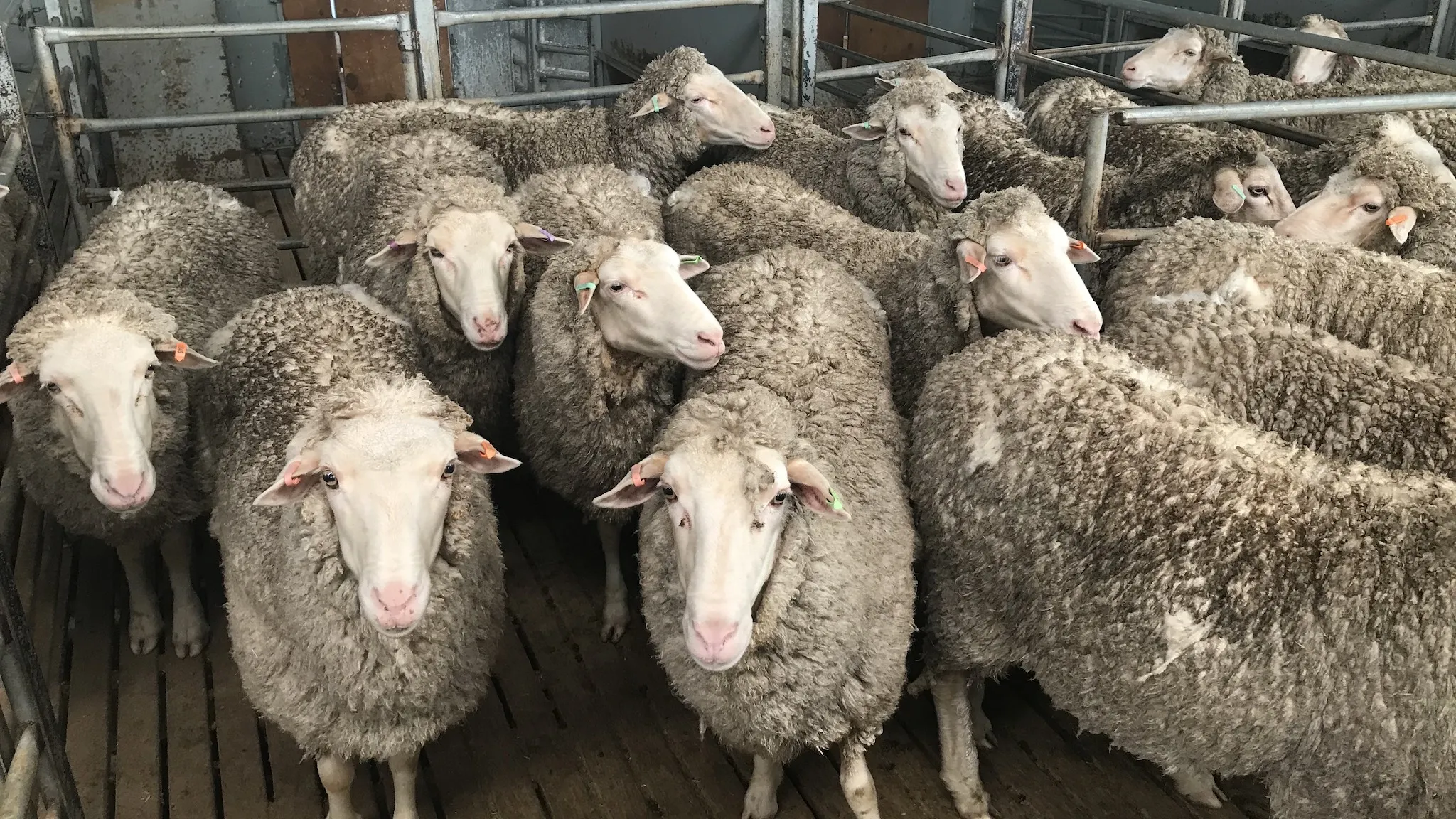 Non-invasive Determination of Breeding Targets in Sheep